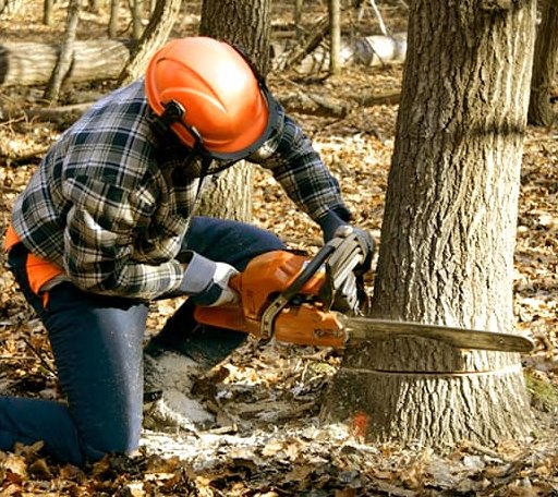 Tree Removal in Perronville, MI